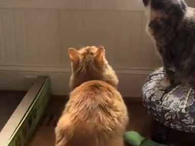 ネコに驚いて、窓辺にいたリスが逃げてしまった。お前のせいだぁ！ → 猫、八つ当たりです…