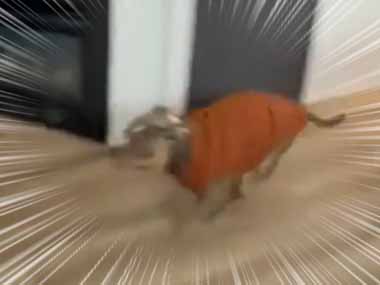 イヌが部屋の隅から走ってきた。ソファの上に飛び乗る！ →  見事な着地です…