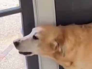 うちのイヌは今日も待っていた。郵便屋さんがやってくる → いつもこうなります…