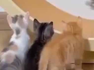 子ネコたちの目の前で「回し車」が回っていた。毛玉射出！ → 子猫たちはこうします…