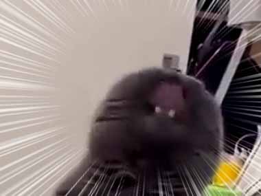 うちのネコが私の足にじゃれていた。ぎゃおぉぉん～！ → その姿、ちょっぴりゴジラです…