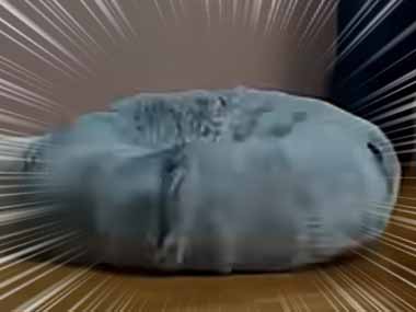 うちの「粒子加速器」が暴走状態です！…