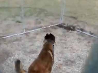 イヌのために庭に新しいケージを作った。さぁ入ってみて♪ → 犬はこうなります…