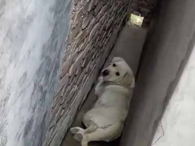 イヌが塀の隙間にいた。そこから出ておいで → 犬、ターンです…