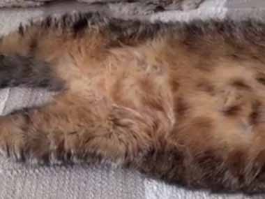 うちの猫がソファでくつろいでいた。この枕は最高にゃ♪ → 野生を忘れた猫の姿はこちらです…