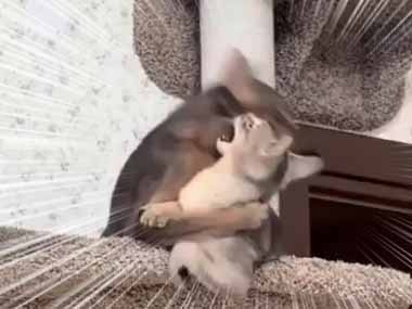 ２匹の猫がキャットタワーの上でケンカを始めた。私が王だ！ → 猫はこうする…