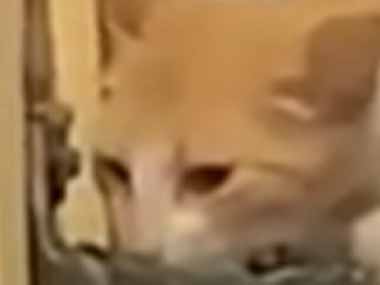 ネコが教会にやってきた。のどが渇いたにゃ → 神は寛大です…