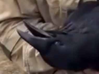 ネコや犬は人の真似をすることがたまにある。男が「あくび」をしてみた → カラスはこうします…