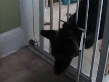 ペットゲートの下には小さな猫ドアがついていた。ぬぐぐぐ～！ → うちの犬、がんばります…