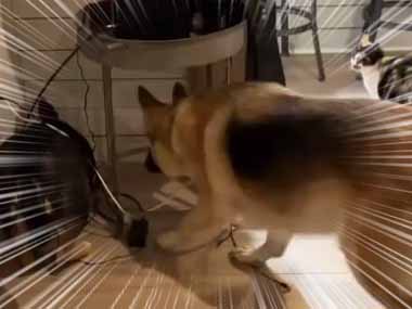 【イヌ】 うちの中にネズミが現れた。犬がすぐに捕まえた！ どうするの？ → こうします…