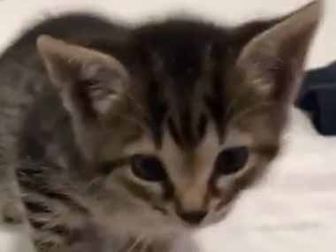 子猫がベッドの上にいた 怖くて降りられない なんとかしろぉっ 子猫 ぴえ んです かわいい犬猫動物の話題と画像 動画をまとめてお届け 子猫がベッドの上にいた 怖くて降りられない なんとかしろぉっ 子猫 ぴえ んです かわいい犬猫動物の話題と画像 動画をまとめてお届け