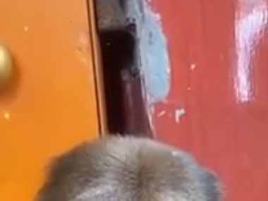 【モフモフ】 これはアイスを食べているおっさんですか？ → いいえ、モフモフなおサルさんです…