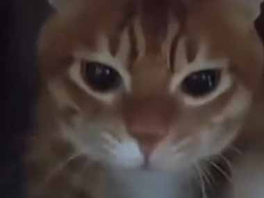 うちのネコは一心不乱だった。ドンドンドン♪ → ダンボールをこうします…