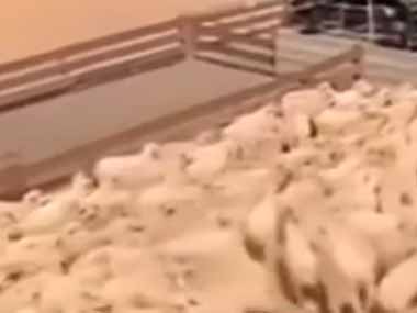 牧場でモフモフたちが大渋滞。任せろ！ → 犬は素早くこうします…