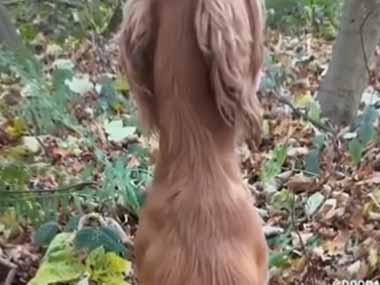 イヌと森にやってきた。シャカシャカシャカぁ～！ → 森林火災の原因はこちらです…