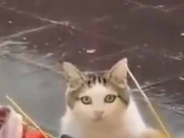 ネコが魚屋さんにやってきた。今日も新鮮な魚がいっぱいだ → 猫は自然にこうします…
