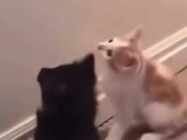 ２匹の子ネコが並んで見上げていた。揺れるネコジャラシを狙っている → すると…