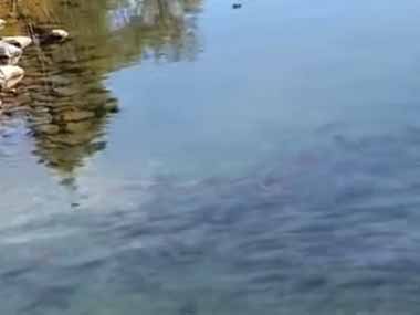 川にはたくさんのサケが泳いでいた。プカプカ～♪ → 大きな毛玉、流れます…