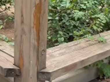 子イヌは公園でいっぱい遊んだ。疲れてお昼寝中♪ → ベンチで子犬はこんな様子です…