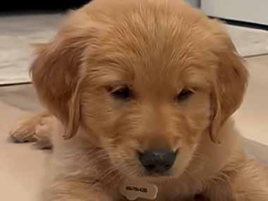 子犬にリンゴの切れ端をあげてみた。ぅわぉっ！ → 子犬は何度もこうなります…