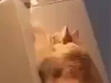 【ネコ】 部屋の壁にダンボール箱が立てかけてあった。中に入りたかったのかな？ → 猫はこうなった…