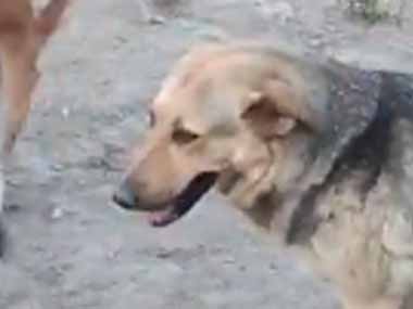 ここはイヌの保護施設。そこにひとりの女性がやってきた → 犬たちはこうなります…