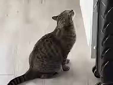 うちの猫がタンスを見上げていた。秘密基地ごっこかな？ → 猫はこうします…