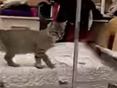 子猫がベッドの上を歩きだす。向かいの棚は鏡になっていた → 子猫、若さゆえの過ちです…