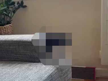 部屋の中に危険な捕食者が現れた。完全に狙われている！ → 襲ってくる瞬間はこちらです…