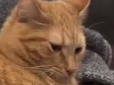 犬はネコにくっついていたい。君のこと嫌いじゃないけど、ちょっとだけ離れてほしい → 猫は無言でこうします…