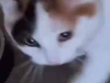 【ネコ】 大好きな飼い主が２週間ぶりに帰ってきた。ちょうどその時、自動給餌器がオンになった → 猫はこうなった…