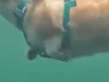 イヌが湖で泳いでいた。おしりに浮力があるのかな？ → 水中から見たらこんな様子です…