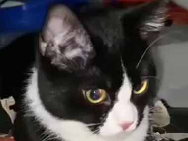 うちの猫はピザが好き。でもあげる事はできない → これで我慢します…