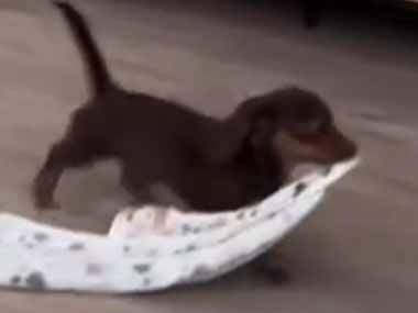 うちの犬がオモチャを運んでいた。３０分後 → ソファの隅はこうなります…