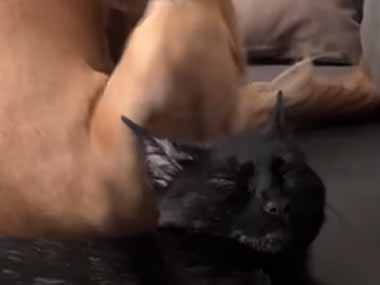 猫がソファでウトウトしていた。その後ろでは犬が耳を掻いていた。いったい何が始まるんです？ → こうなった…