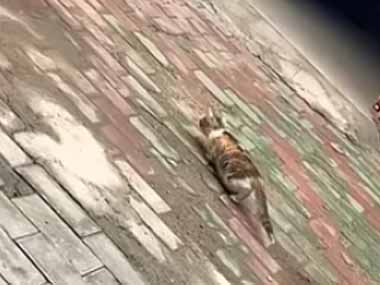 １匹のネコが小鳥を狙っていた。姿勢を低くして慎重に近づいて行く → すると…