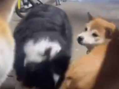 ２匹の犬が騒がしくじゃれていた。こいつらまたやってるよ → 犬はこんな顔です…