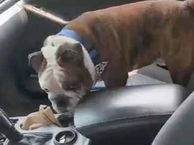 イヌを車に残して少しだけその場を離れていた。早く戻ってこ～い！ → 犬はずっとこうします…