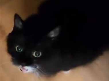 ネコの餌はパントリーの中にある。その扉を私が開ける → 猫はいつもこうなります…