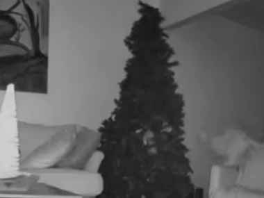 ネコにこの季節がやって来た。飼い主がクリスマスツリーを立てた → やっぱり猫はこうします…