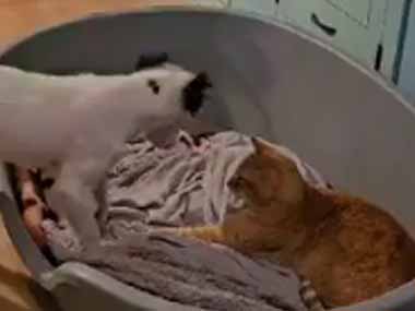 ネコがくつろいでいるベッドに犬が入ってきた。怒られちゃう！ → と思ったら…