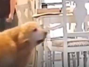 【イヌ】 飼い主が家の中で何かを探していた。ご主人どうしたの？ → 犯人はそばにいました…