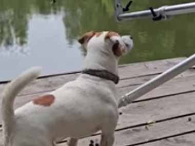 うちのイヌが釣竿をじっと見ていた。ヒットだ！ → すると犬はこうなります…