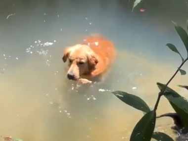 うちのイヌが森の中の池で遊んでいた。一緒に何か泳いでいるぞ？ → 新しい友だちのようです…