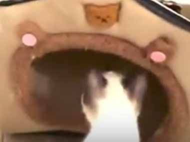 【ネコ】 私が買ってきたキャットハウスに猫が入らない。どうしよう → こうしてみた…