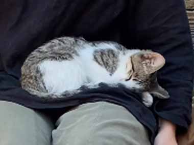 野良子ネコがお姉さんの膝で寝ていた。そろそろ行かないと。そっと子猫をどかしてみる → こうなる…