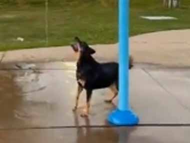 イヌは下で待っていた。バケツから水が落ちてくる！ → 犬は何度もこうなります…