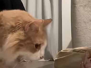 お姉さんが成猫を引き取った。これで爪とぎをしてね → 教えてみたら…