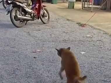 イヌが後ろ足を引きずりながら近づいてきた。少しだけ食べ物をいただけませんか？ → すると…