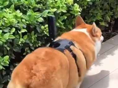 犬がトコトコ散歩していた。その背中にはカメラを乗せている → こんな映像が撮れました…